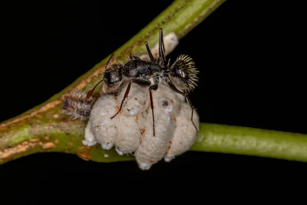 초거대 아이디어 Coccoidea 개미와 사이의 상징적 — 스톡 사진