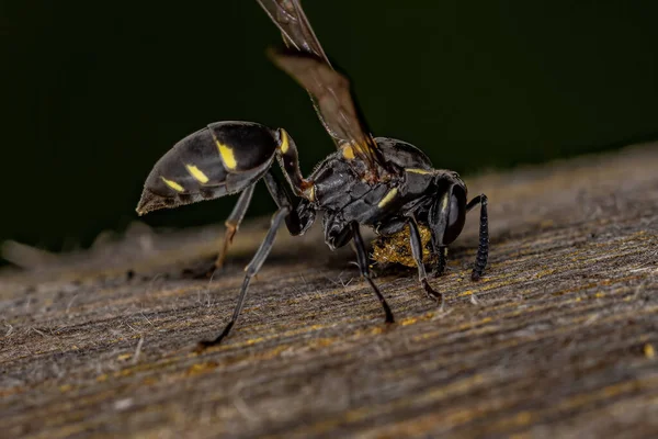 Ausgewachsene Honigwespe Der Untergattung Myrapetra — Stockfoto