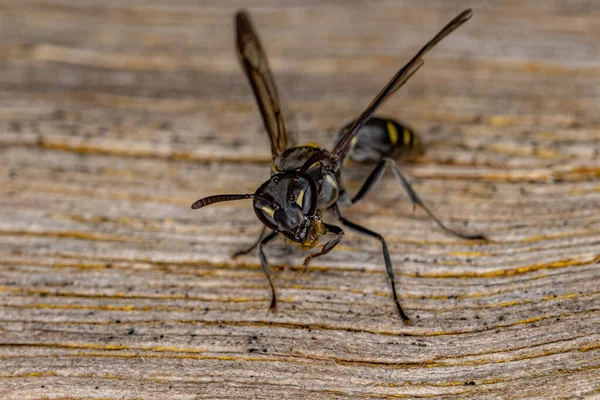 Adult Long Waisted Honey Wasp Subgenus Myrapetra — Stock Photo, Image