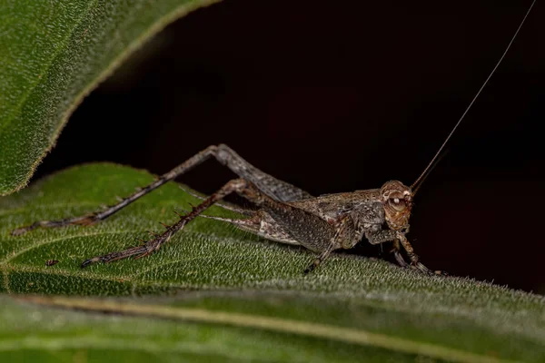 True Cricket Nymph Genus Eneoptera — Stock Photo, Image