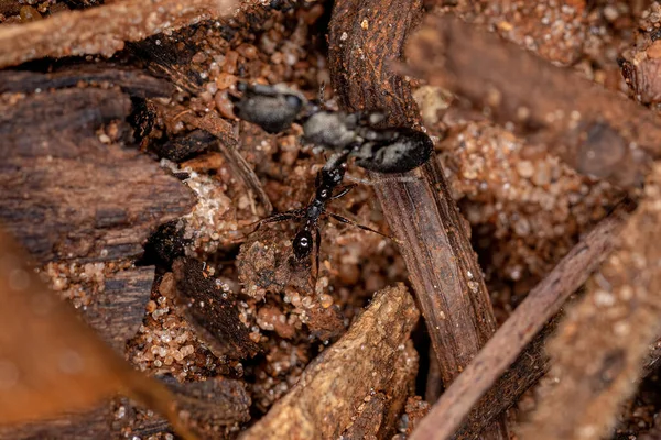 Adulto Fêmea Cabeça Grande Formiga Gênero Pheidole Carregando Uma Tartaruga — Fotografia de Stock