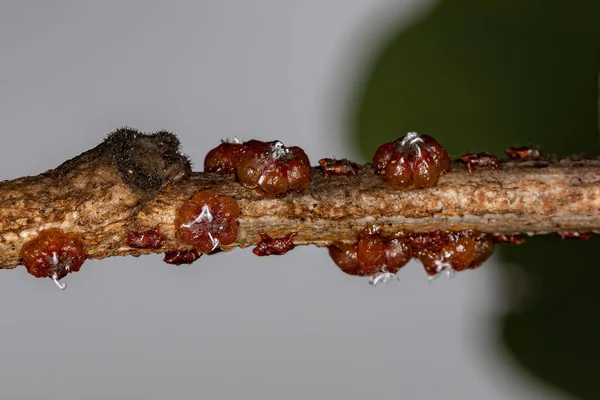 Piccole Cocciniglie Della Famiglia Kerriidae Che Producono Lacche — Foto Stock