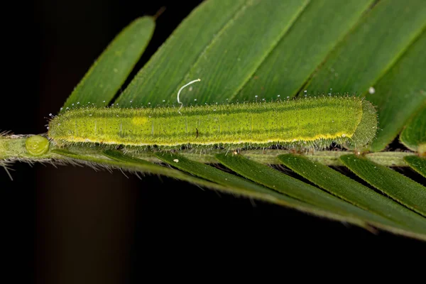 Pequena Larva Traça Ordem Lepidoptera — Fotografia de Stock