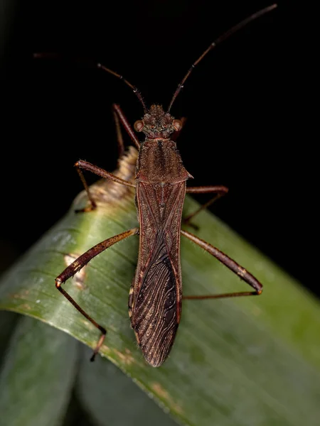 Dospělý Širokohlavý Bug Druhu Neomegalotomus Parvus — Stock fotografie