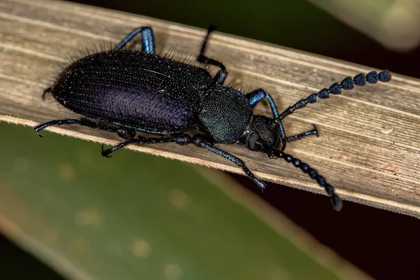 Volwassen Kam Klauw Darkling Kever Van Substam Xystropodina — Stockfoto