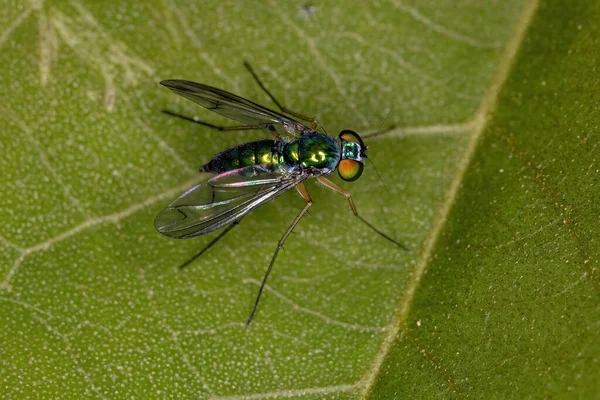 Ausgewachsene Langbeinfliege Der Familie Dolichopodidae — Stockfoto