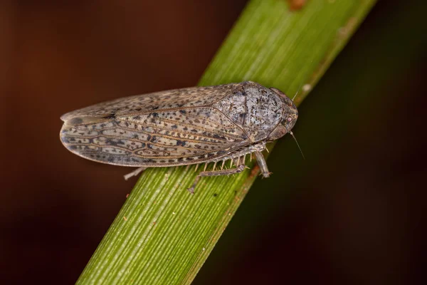 Pequeno Leafhopper Típico Tribo Gyponini — Fotografia de Stock