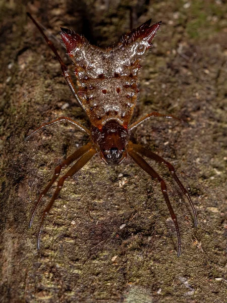 Małe Samice Orbweaver Pająk Gatunku Micrathena Plana — Zdjęcie stockowe