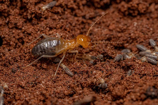 Felnőtt Jawsnouted Termite Nemzetség Syntermes Zsákmány Kisebb Termeszek — Stock Fotó