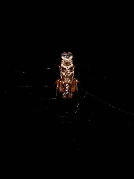 Small Male Orbweaver Spider Genus Micrathena — стокове фото