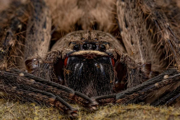 Caçador Adulto Aranha Dos Gêneros Polybetes — Fotografia de Stock