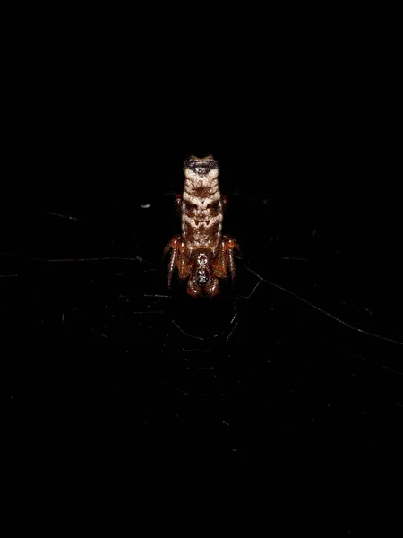 Mały Samiec Orbweaver Pająk Rodzaju Micrathena — Zdjęcie stockowe