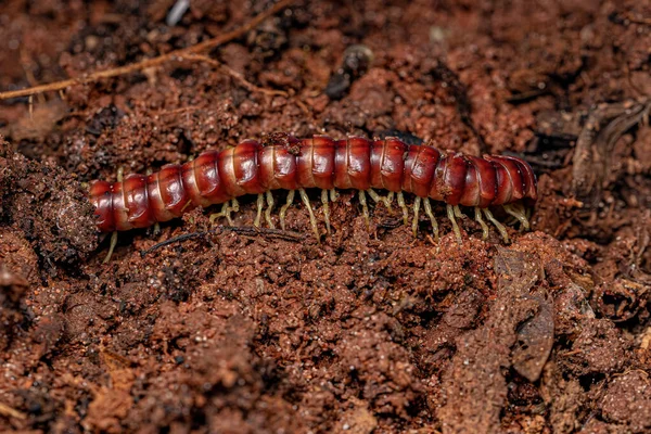 Millipede Dos Plat Rouge Famille Des Chelodesmidae — Photo