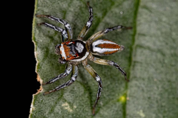 Ausgewachsene Männliche Springspinne Der Gattung Chira — Stockfoto