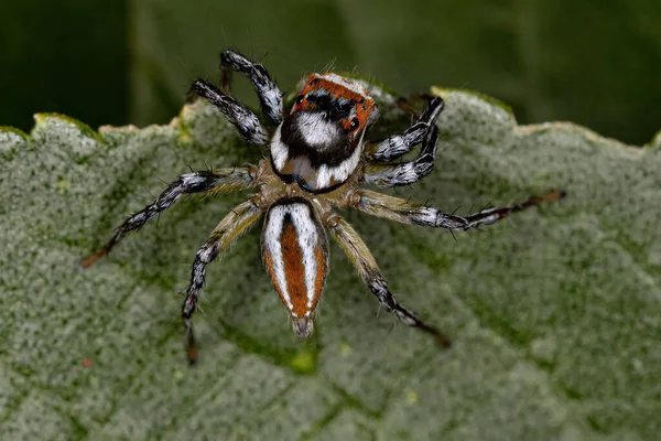 Araignée Sauteuse Masculine Adulte Genre Chira — Photo