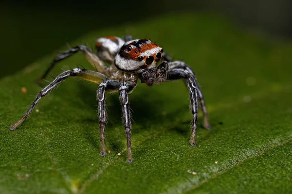 Ενήλικας Αρσενικό Άλμα Αράχνη Του Genus Chira — Φωτογραφία Αρχείου