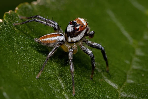 Araignée Sauteuse Masculine Adulte Genre Chira — Photo