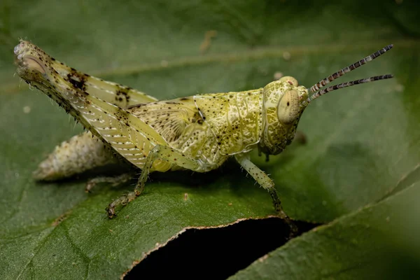 Ninfa Grasshopper Dalla Corna Corta Della Tribù Degli Abracrini — Foto Stock