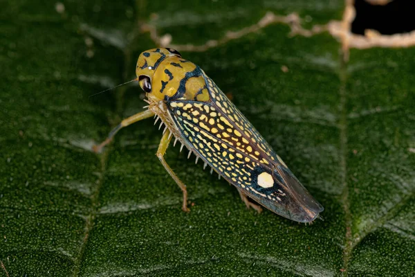 Yetişkin Küçük Keskin Nişancı Tür Böceği Parathona Gratiosa — Stok fotoğraf