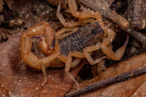Scorpion Kuning Brasil Dewasa Dari Spesies Tityus Serrulatus — Stok Foto