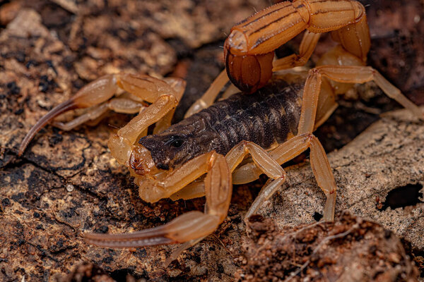 Adult Female Brazilian Yellow Scorpion of the species Tityus serrulatus