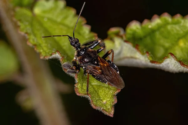 Adult Bee Assassin Bug Släktet Apiomerus — Stockfoto