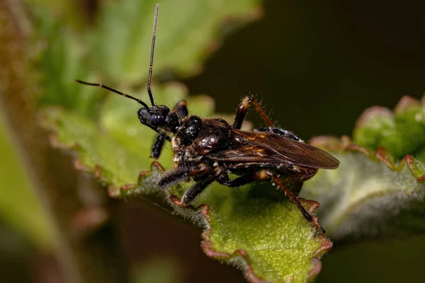 Bug Assassino Abelhas Adultas Gênero Apiomerus — Fotografia de Stock