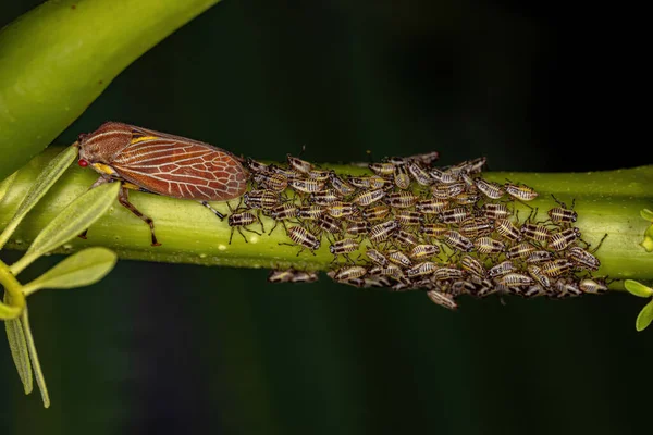 Vuxna Aetalionid Treehopper Arten Aetalion Reticulatum Med Nymfer — Stockfoto