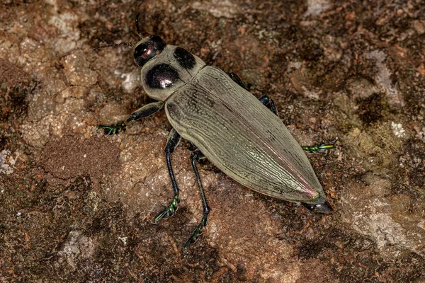 Borkenkäfer Der Art Euchroma Giganteum — Stockfoto