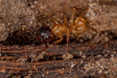 Camponotus cinsinin Yetişkin Kadın Marangozu Karınca