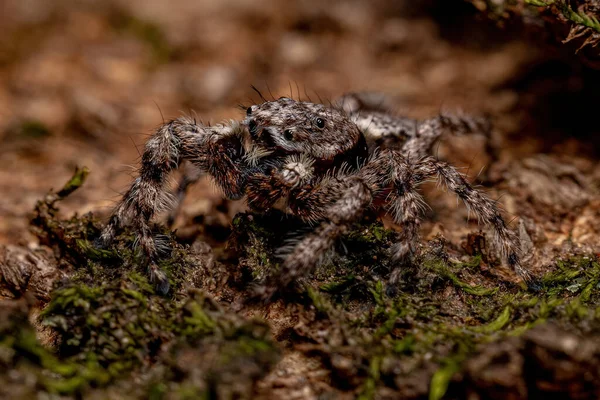 Ενήλικα Αρσενικά Άλματα Αράχνης Του Είδους Platycryptus Magnus Κορμό Δέντρου — Φωτογραφία Αρχείου