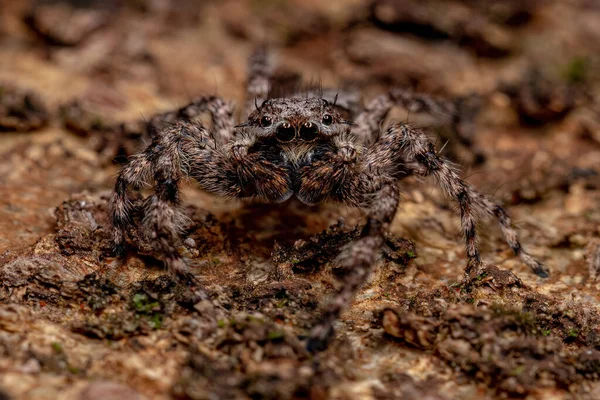 Yetişkin Erkek Seçici Odaklı Bir Ağaç Gövdesinde Platycryptus Magnus Türünün — Stok fotoğraf