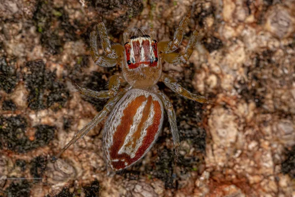 Adulto Feminino Saltando Aranha Gênero Chira — Fotografia de Stock