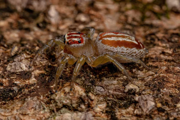 Adulto Feminino Saltando Aranha Gênero Chira — Fotografia de Stock