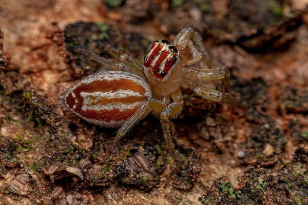 Ausgewachsene Weibliche Springspinne Der Gattung Chira — Stockfoto