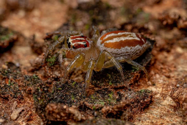 Adult Female Jumping Spider Genus Chira — Stock Photo, Image