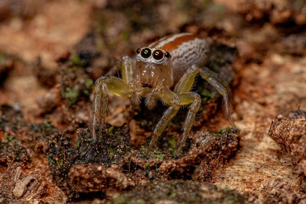 Adulto Feminino Saltando Aranha Gênero Chira — Fotografia de Stock