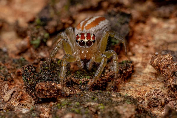 Adulto Feminino Saltando Aranha Gênero Chira — Fotografia de Stock