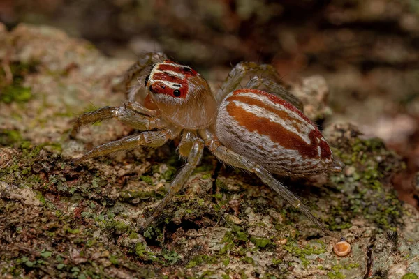 Ενήλικες Γυναίκα Άλμα Spider Του Genus Chira — Φωτογραφία Αρχείου