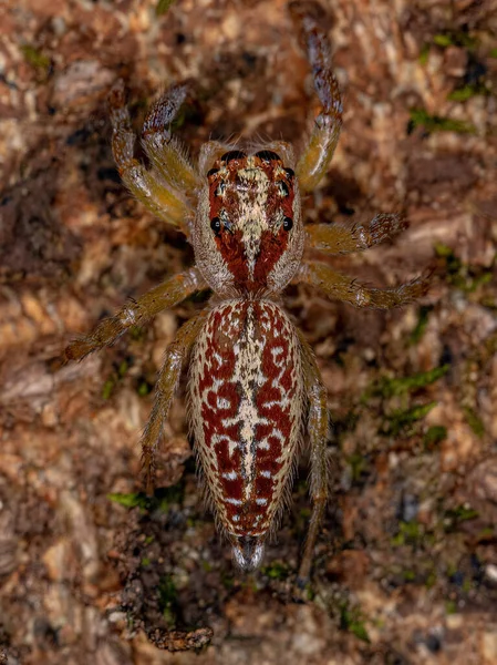 Asaracus Cinsinin Dişi Yetişkin Atlayan Örümceği — Stok fotoğraf