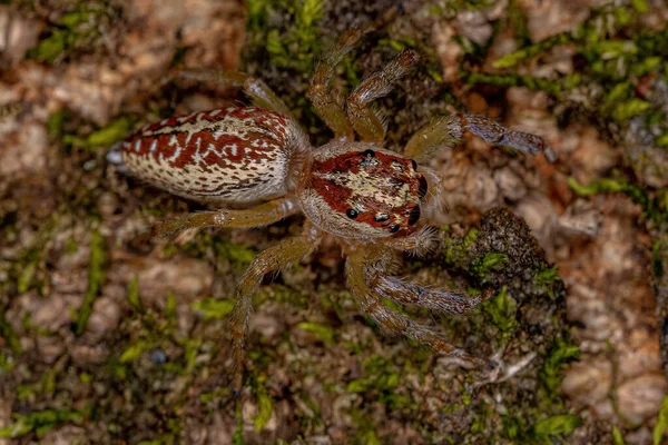 Aranha Saltitante Adulta Feminina Gênero Asaracus — Fotografia de Stock