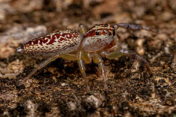 Female Adult Jumping Spider Genus Asaracus — Stock Photo, Image