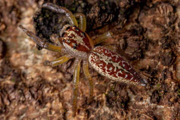 Γυναίκα Ενήλικας Πηδώντας Αράχνη Του Genus Asaracus — Φωτογραφία Αρχείου