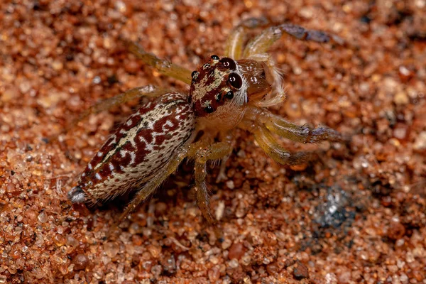 Aranha Saltitante Adulta Feminina Gênero Asaracus — Fotografia de Stock