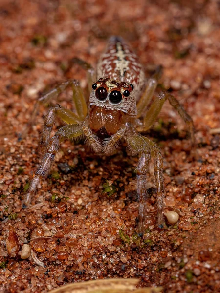 Kvinnlig Vuxen Hoppande Spindel Släktet Asaracus — Stockfoto