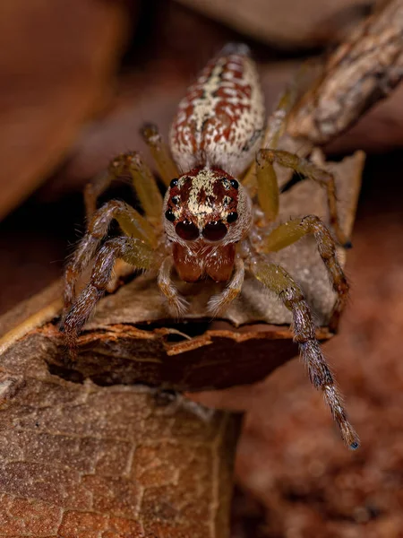 Female Adult Jumping Spider Genus Asaracus — Stock Photo, Image