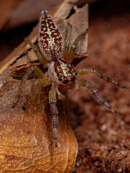 Mujer Adulta Saltando Araña Del Género Asaracus —  Fotos de Stock