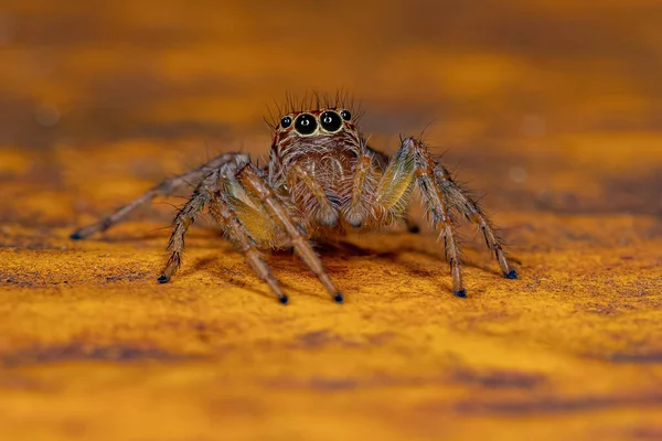 Adult Female Jumping Spider Genus Frigga — Stock Photo, Image