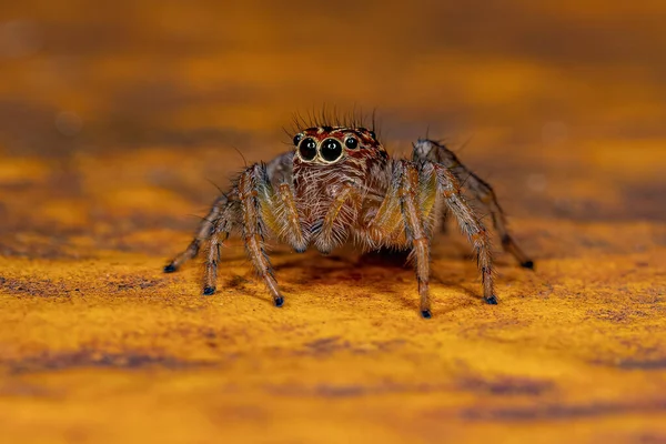 Ενήλικες Γυναίκα Άλμα Spider Του Genus Frigga — Φωτογραφία Αρχείου