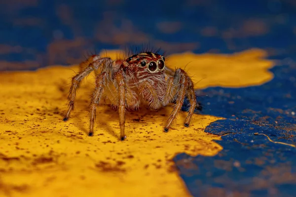 Mujer Adulta Saltando Araña Del Género Frigga — Foto de Stock